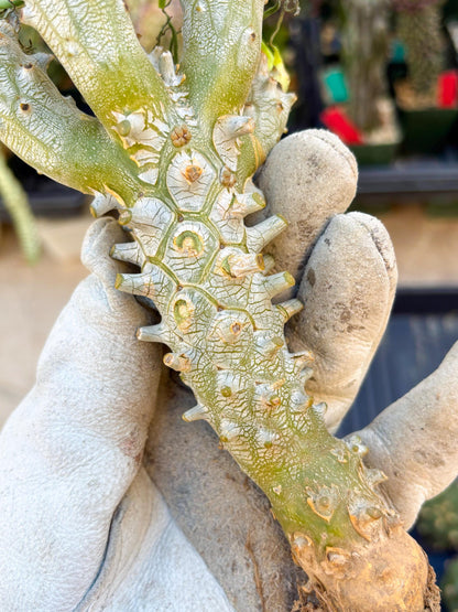 Tyylecodoon waallichhii (Green) | Very Rare Plants