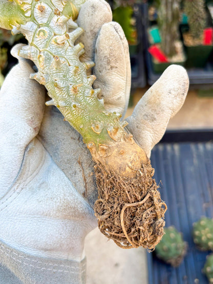 Tyylecodoon waallichhii (Green) | Very Rare Plants