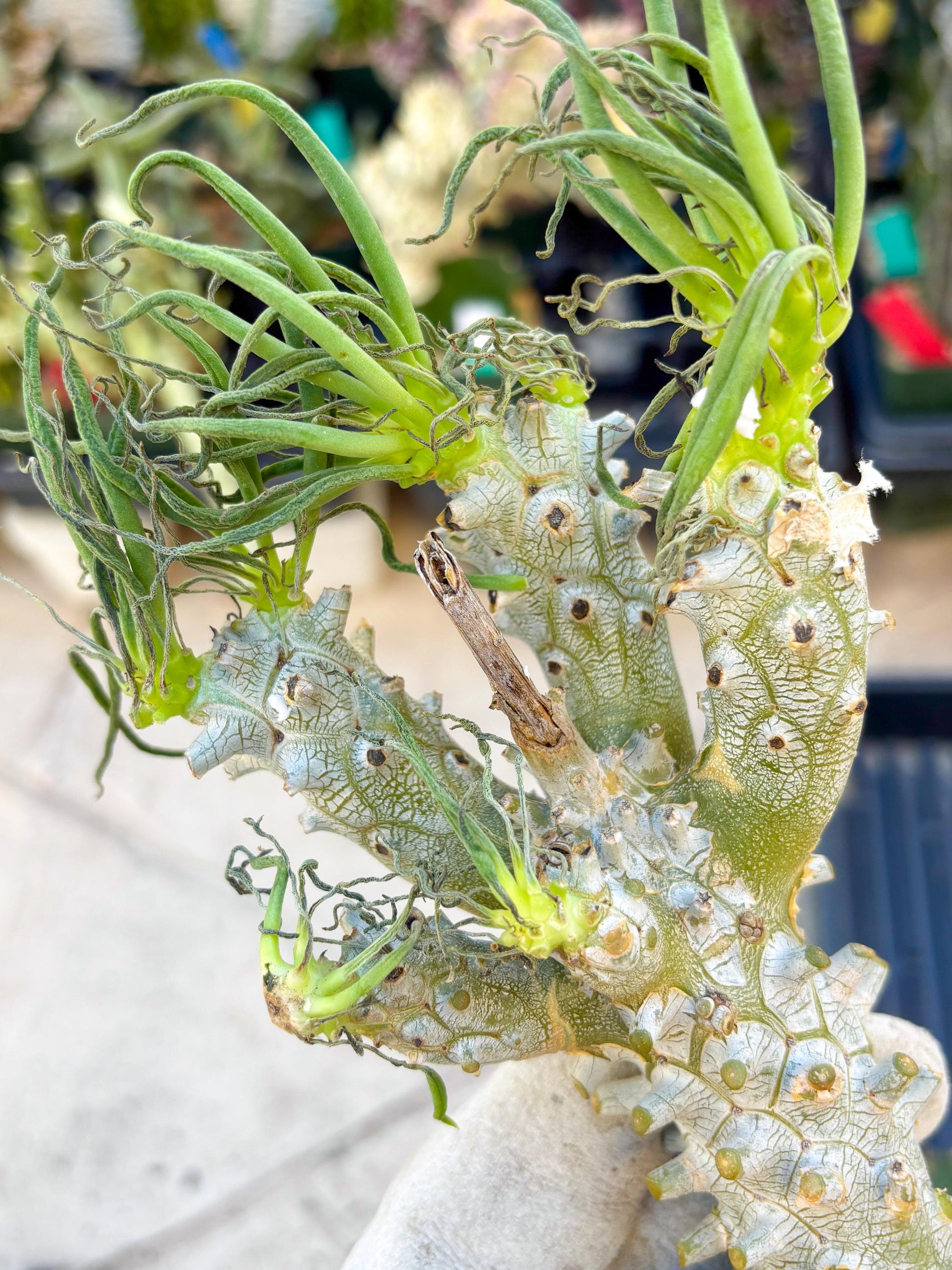 Tyylecodoon waallichhii (Green) | Very Rare Plants