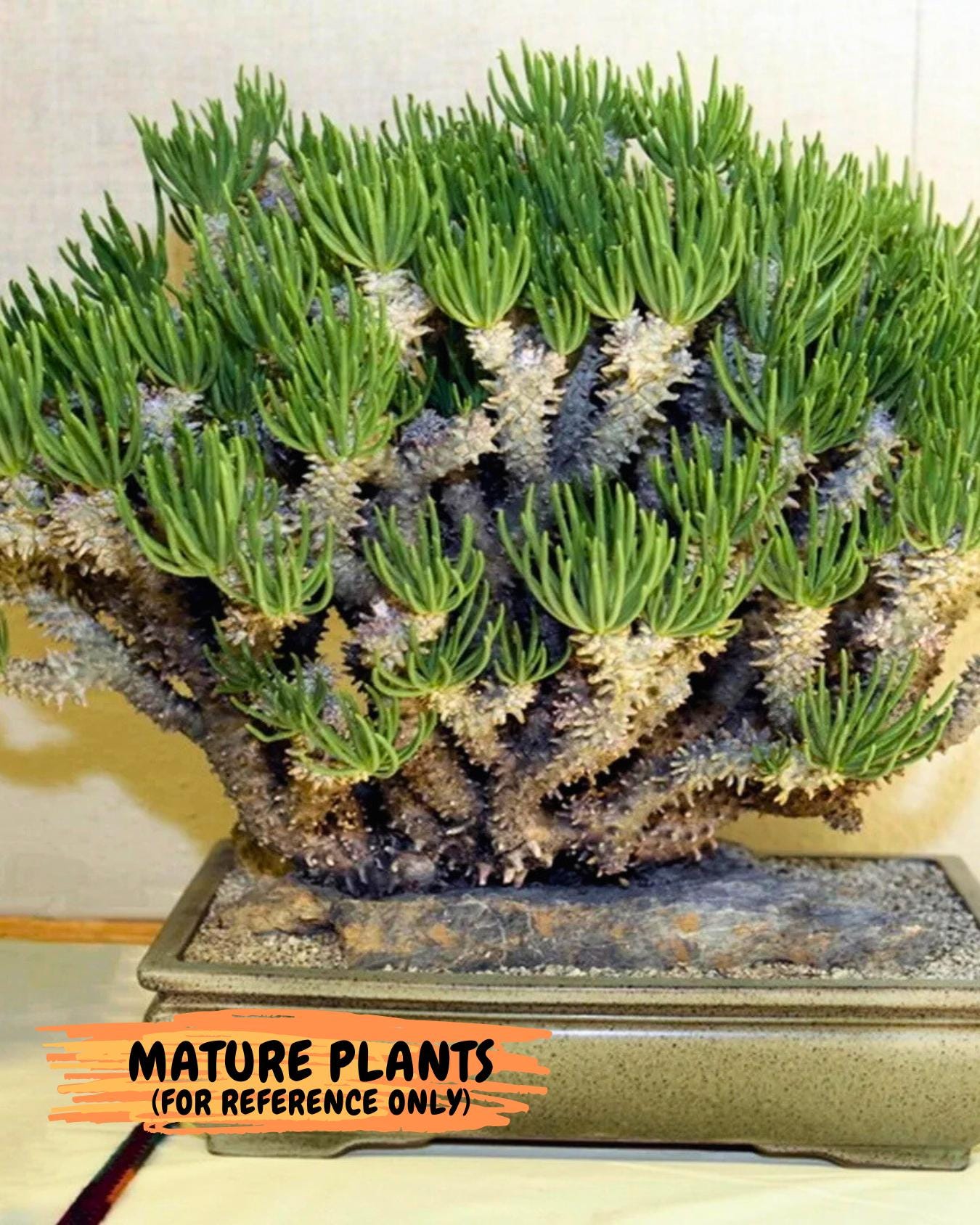 Tyylecodoon waallichhii (Green) | Very Rare Plants