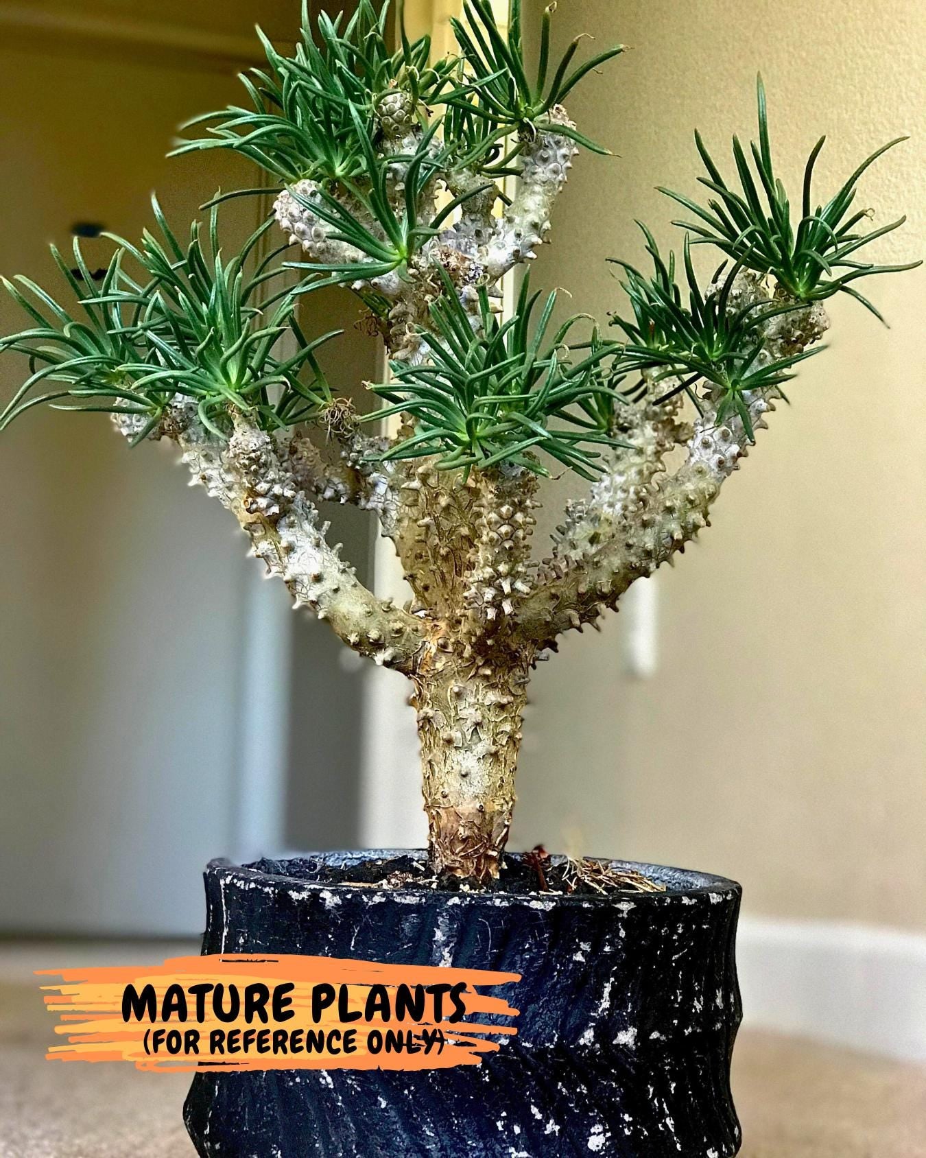 Tyylecodoon waallichhii (Green) | Very Rare Plants