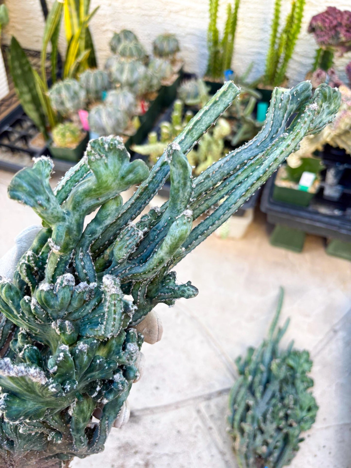 Bizarre Monvillea spegazzinii cristata (Yellow) | Little Scars
