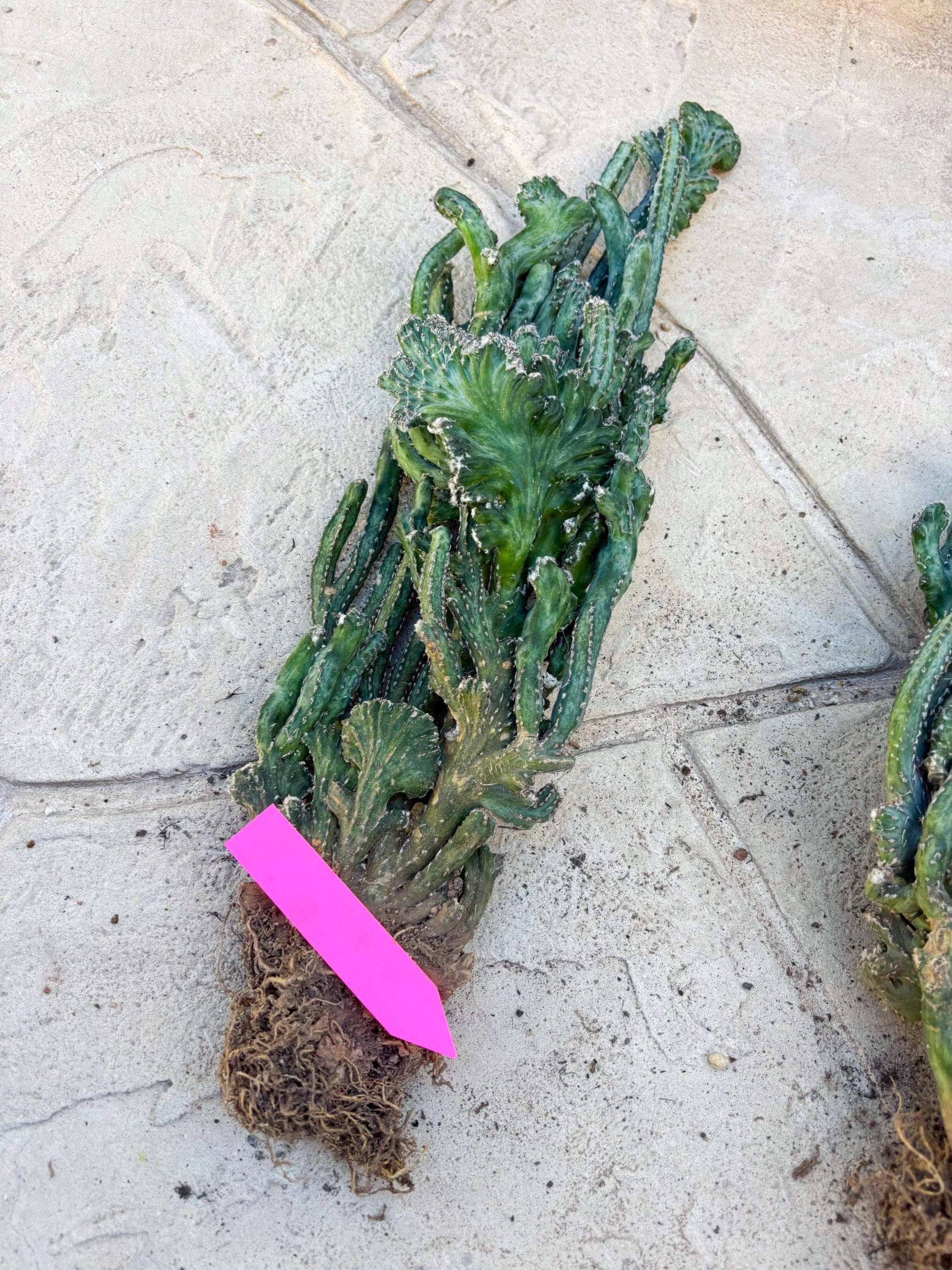 Bizarre Monvillea spegazzinii cristata (Yellow) | Little Scars