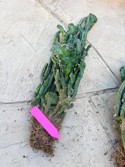 Bizarre Monvillea spegazzinii cristata (Yellow) | Little Scars