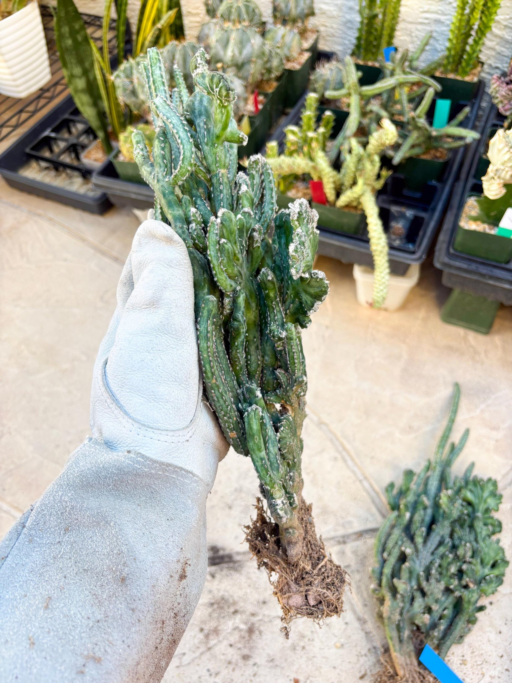 Bizarre Monvillea spegazzinii cristata (Yellow) | Little Scars