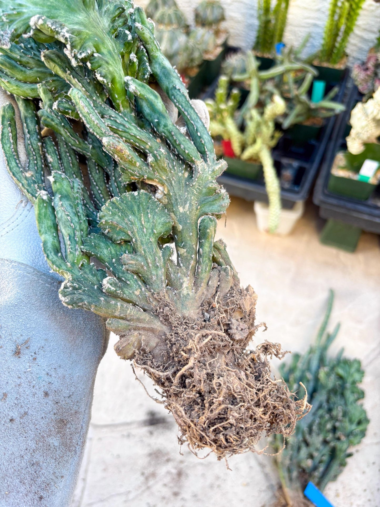 Bizarre Monvillea spegazzinii cristata (Yellow) | Little Scars