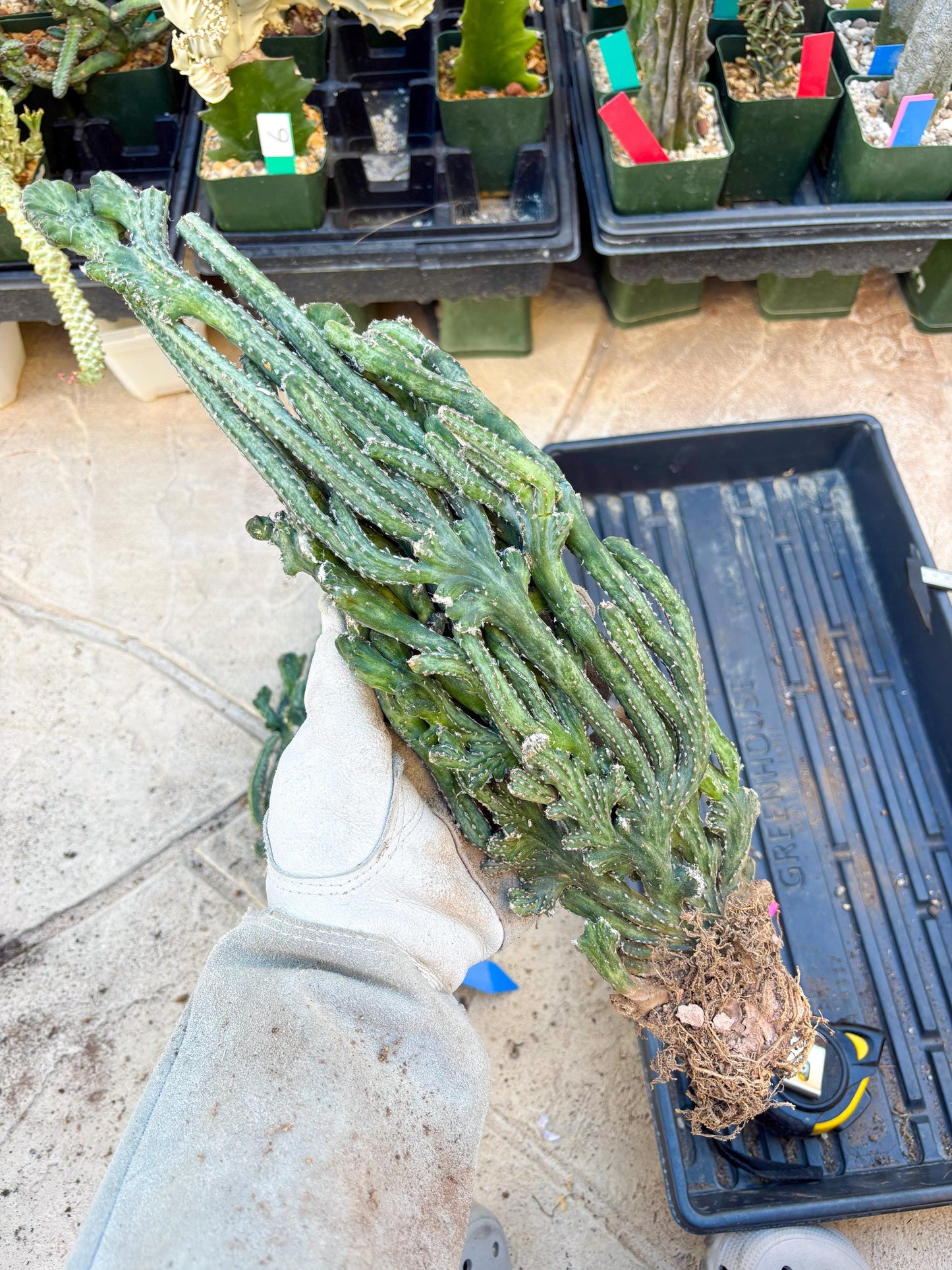 Bizarre Monvillea spegazzinii cristata (Yellow) | Little Scars