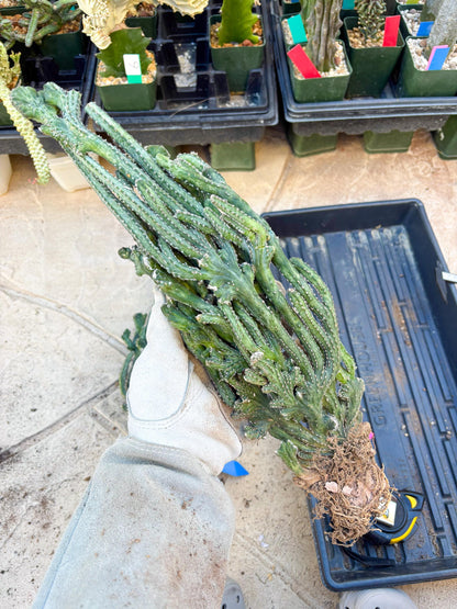 Bizarre Monvillea spegazzinii cristata (Yellow) | Little Scars