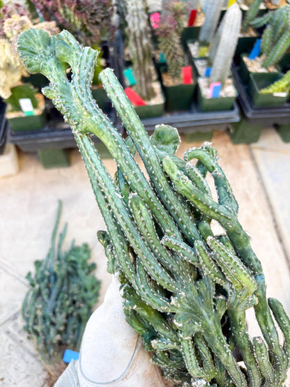 Bizarre Monvillea spegazzinii cristata (Yellow) | Little Scars