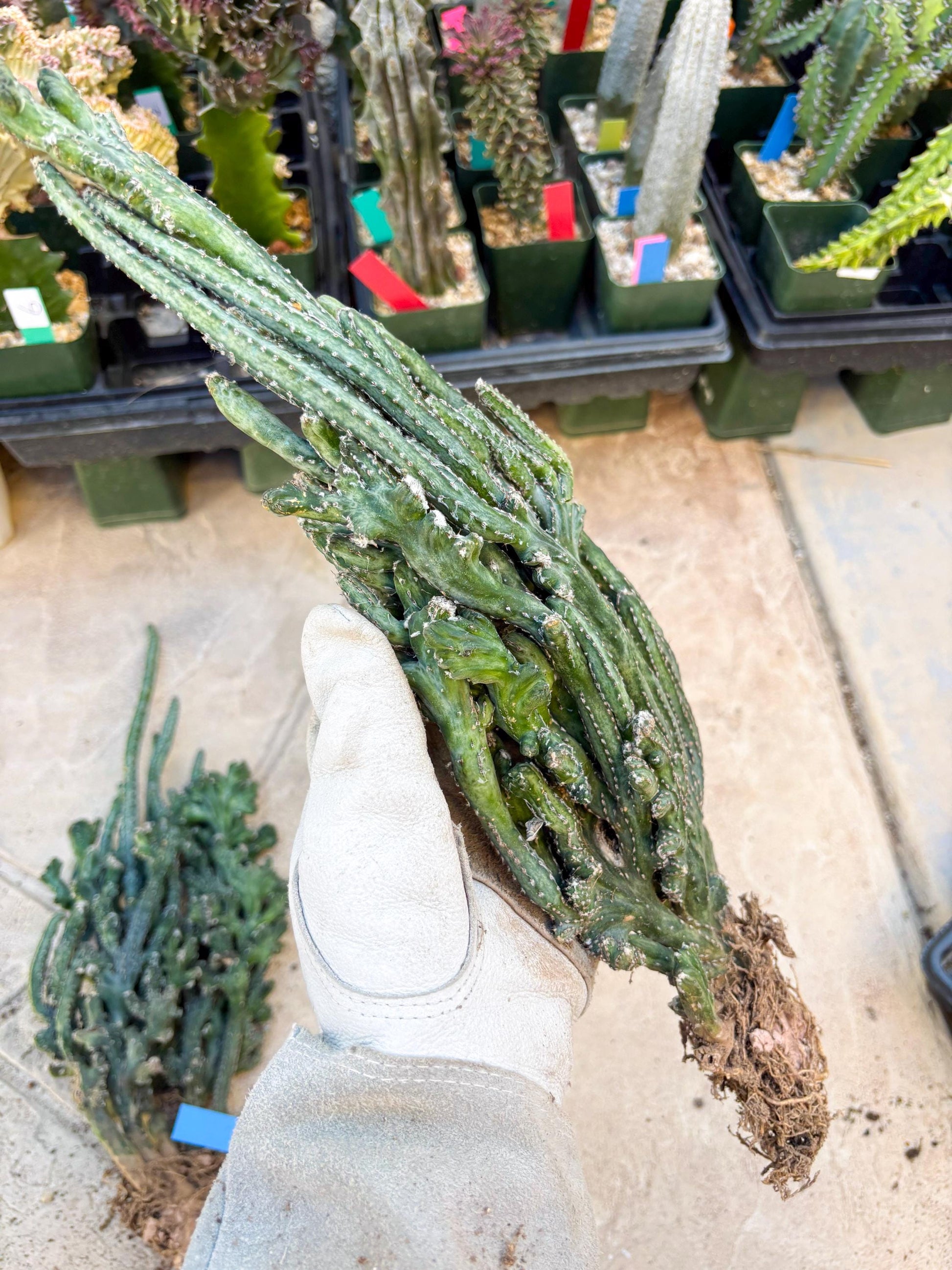 Bizarre Monvillea spegazzinii cristata (Yellow) | Little Scars