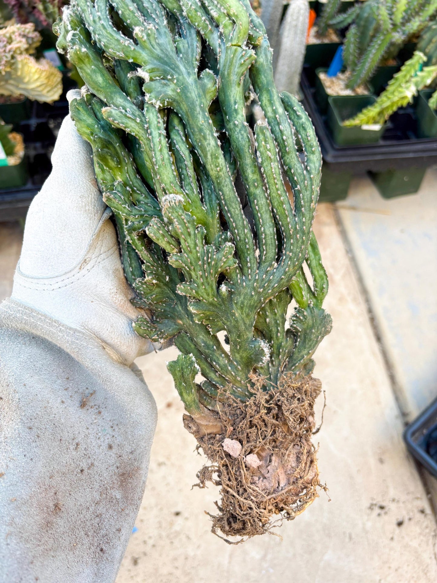 Bizarre Monvillea spegazzinii cristata (Yellow) | Little Scars