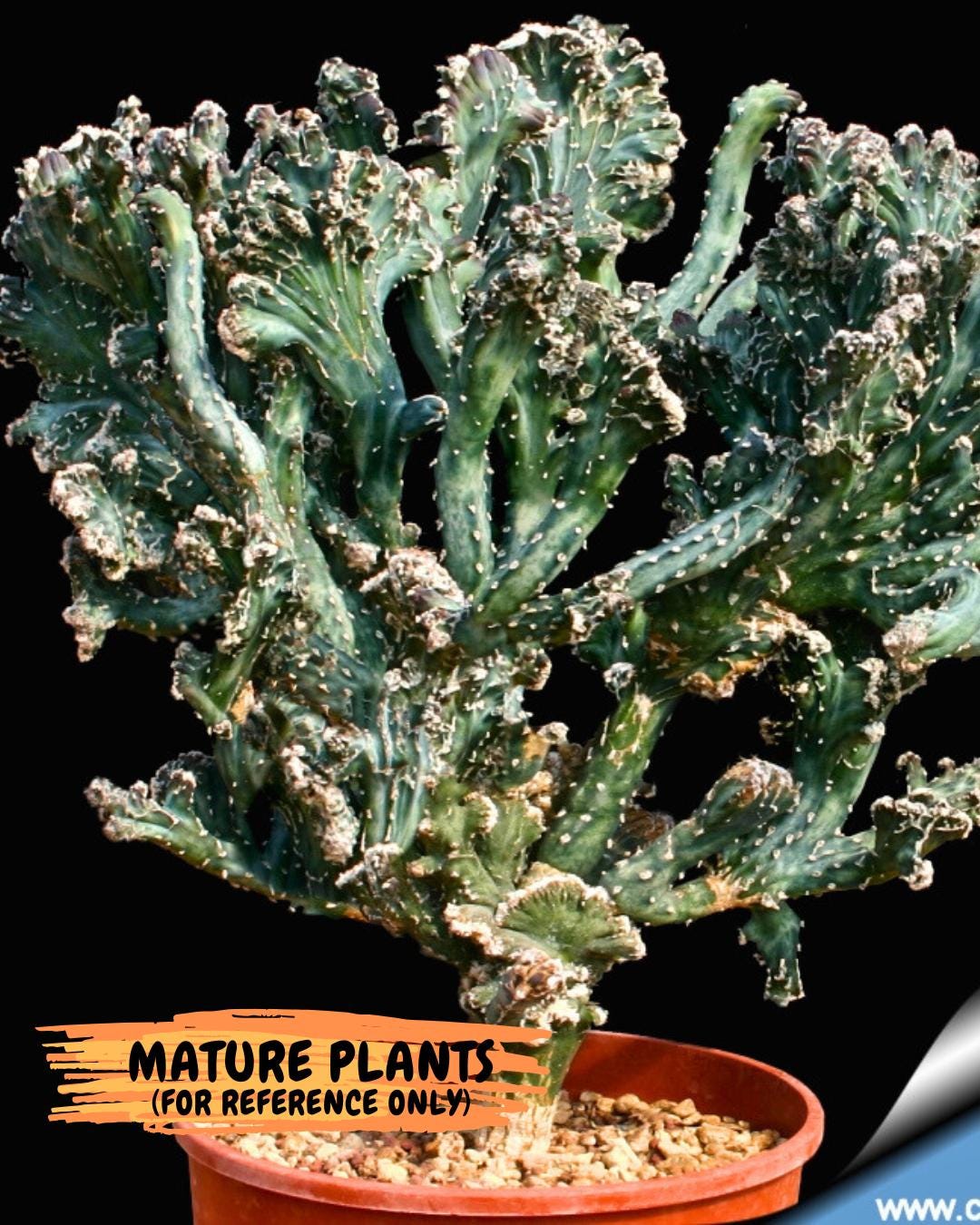 Bizarre Monvillea spegazzinii cristata (Yellow) | Little Scars