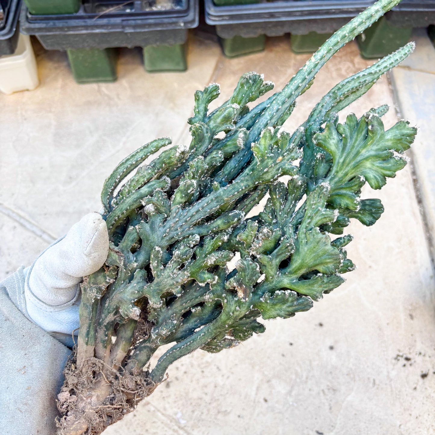 Monvillea spegazzinii cristata (Green) | Discounted lots of Scars