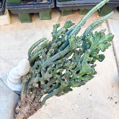 Monvillea spegazzinii cristata (Green) | Discounted lots of Scars