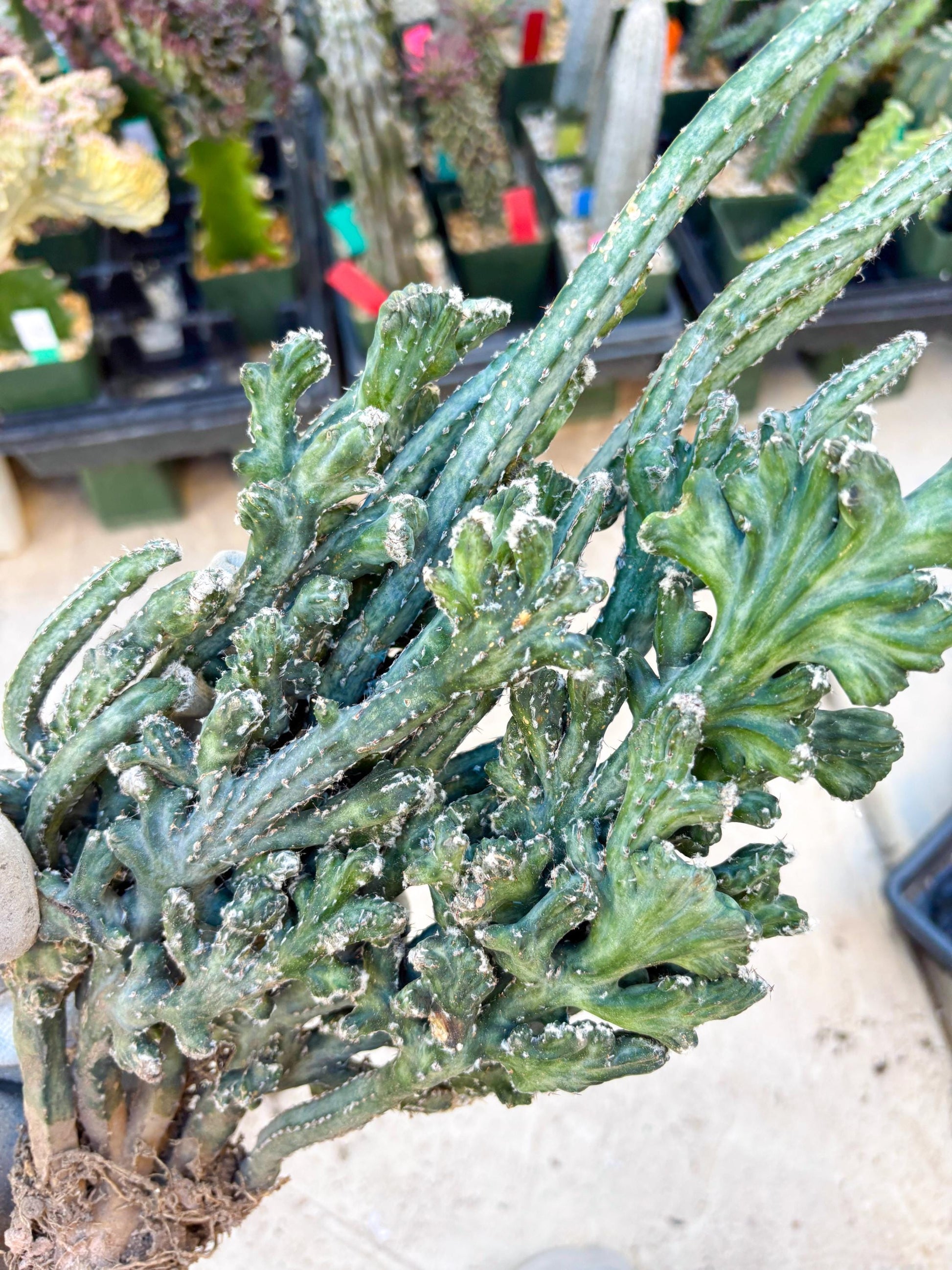 Monvillea spegazzinii cristata (Green) | Discounted lots of Scars