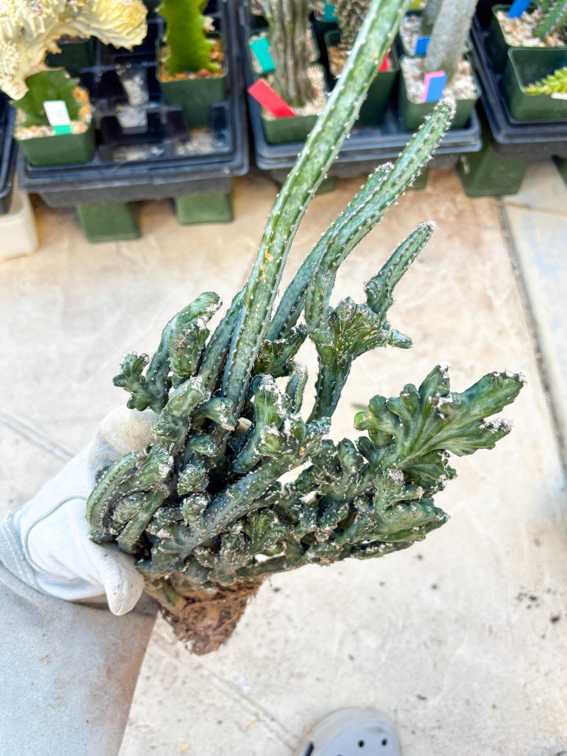 Monvillea spegazzinii cristata (Green) | Discounted lots of Scars