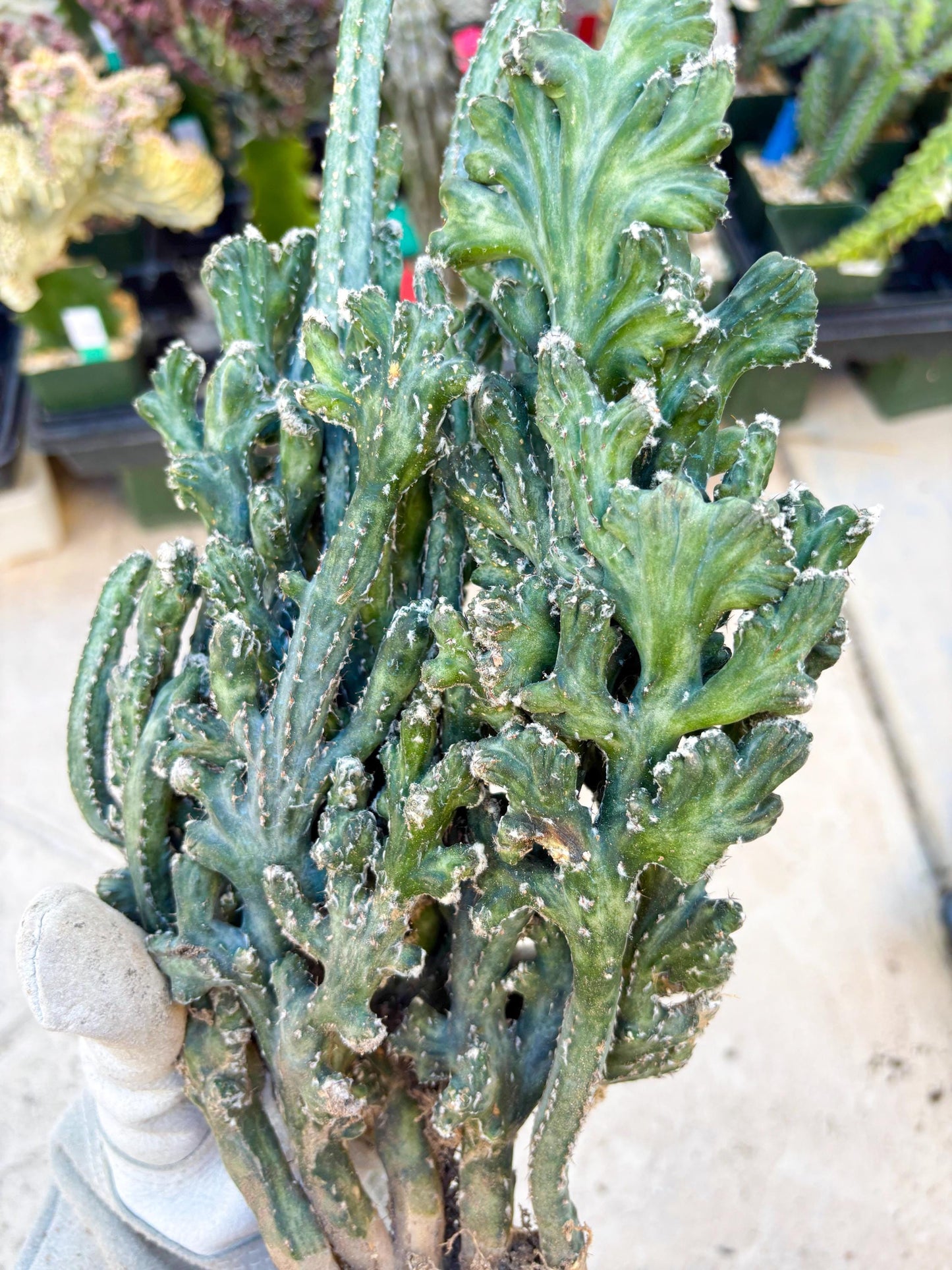 Monvillea spegazzinii cristata (Green) | Discounted lots of Scars