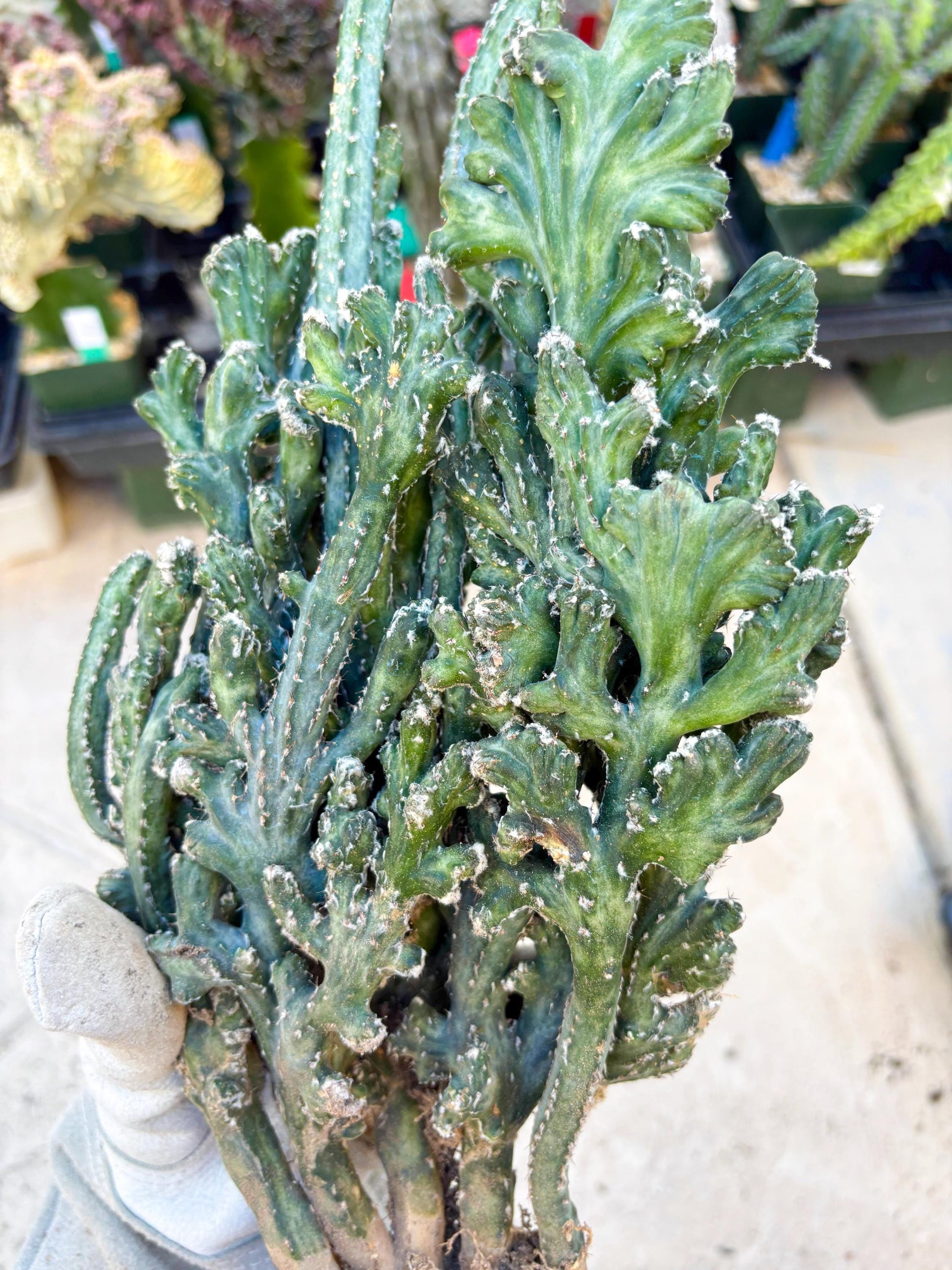 Monvillea spegazzinii cristata (Green) | Discounted lots of Scars