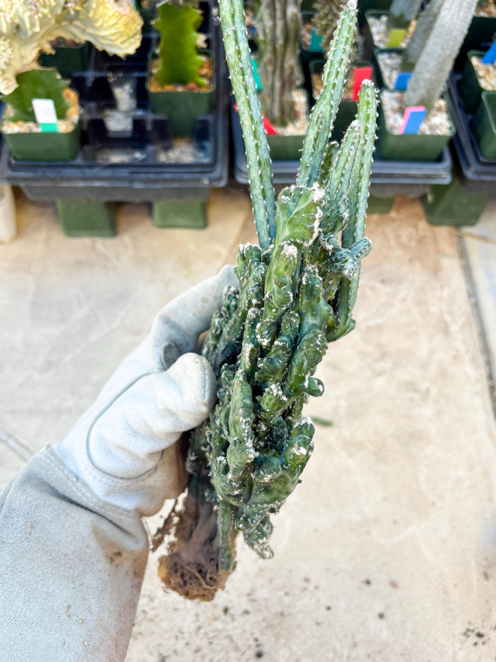 Monvillea spegazzinii cristata (Green) | Discounted lots of Scars