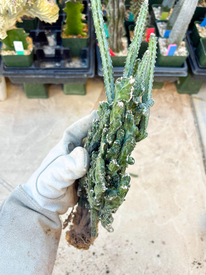 Monvillea spegazzinii cristata (Green) | Discounted lots of Scars