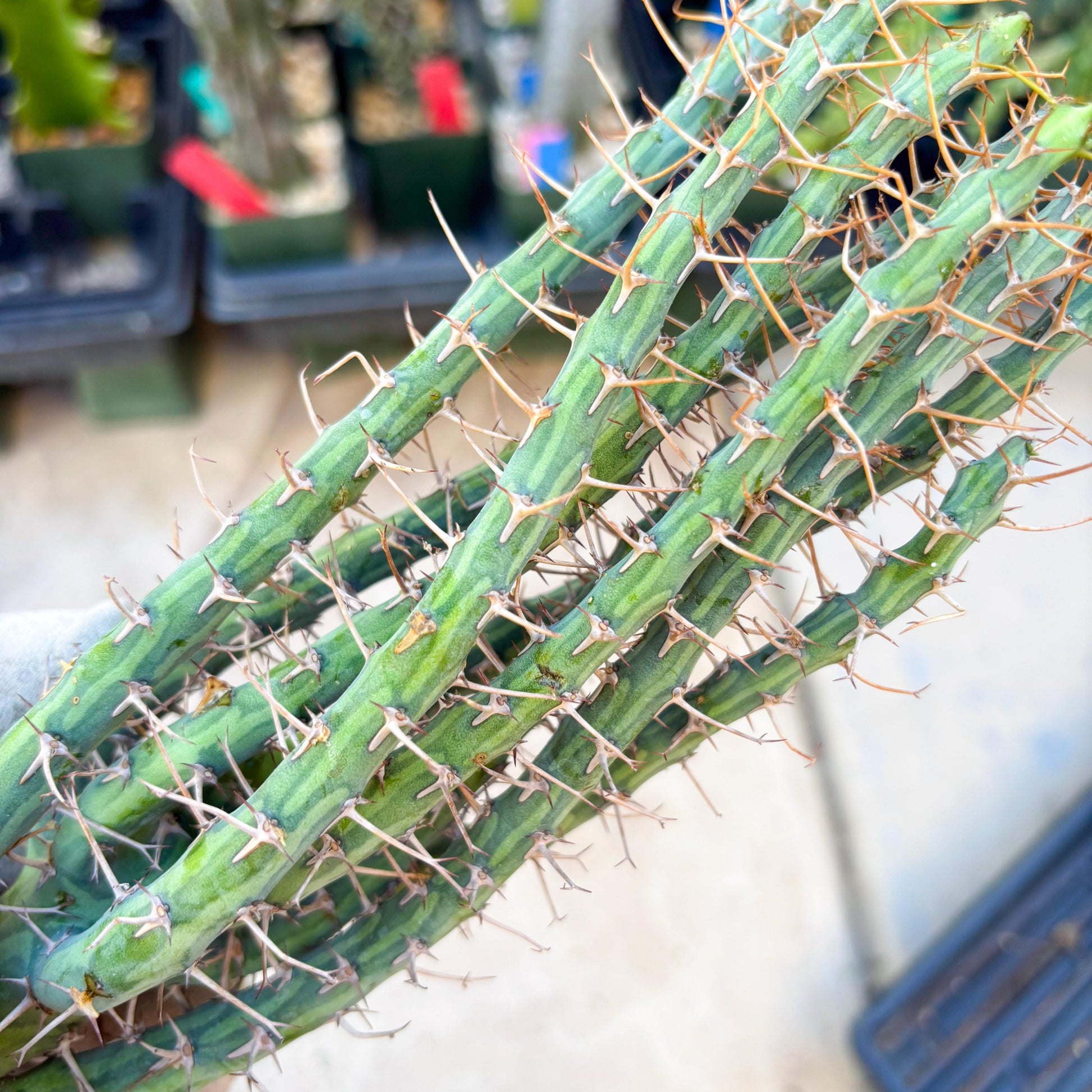 Euphorbia eyassiana (Green) | Discounted lots of Scars