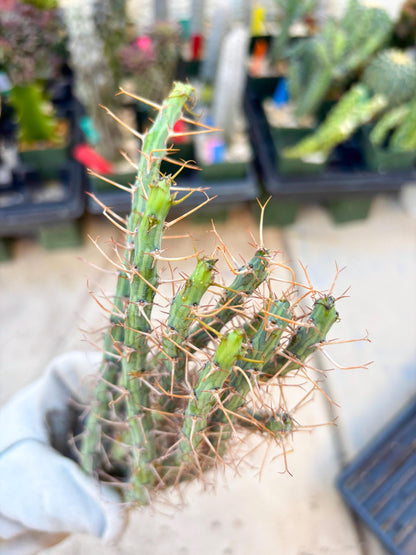 Euphorbia eyassiana (Green) | Discounted lots of Scars