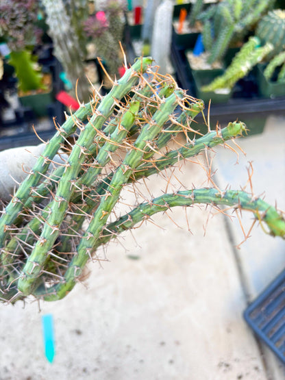 Euphorbia eyassiana (Green) | Discounted lots of Scars