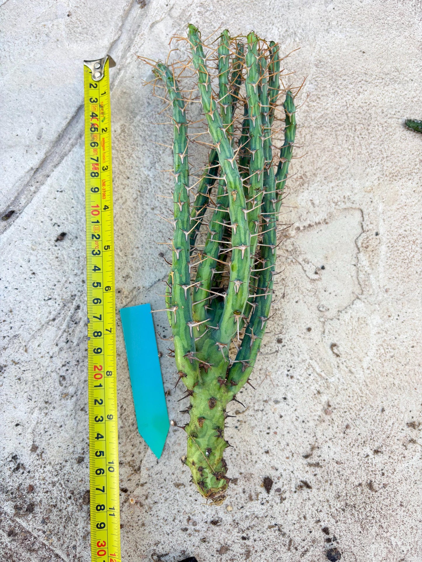 Euphorbia eyassiana (Green) | Discounted lots of Scars