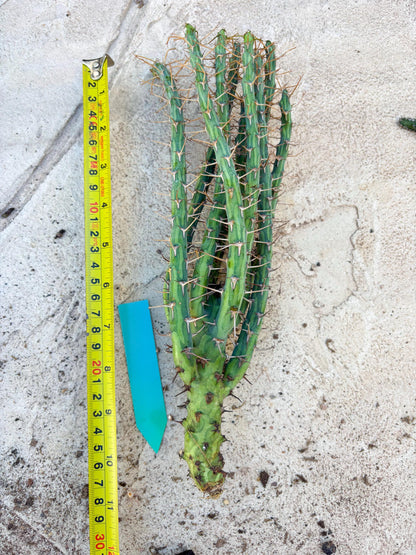 Euphorbia eyassiana (Green) | Discounted lots of Scars