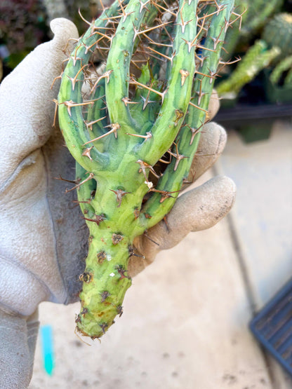 Euphorbia eyassiana (Green) | Discounted lots of Scars