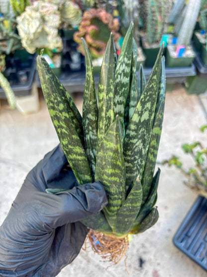 Sansevieria Gaster (Blue) | imported Plants