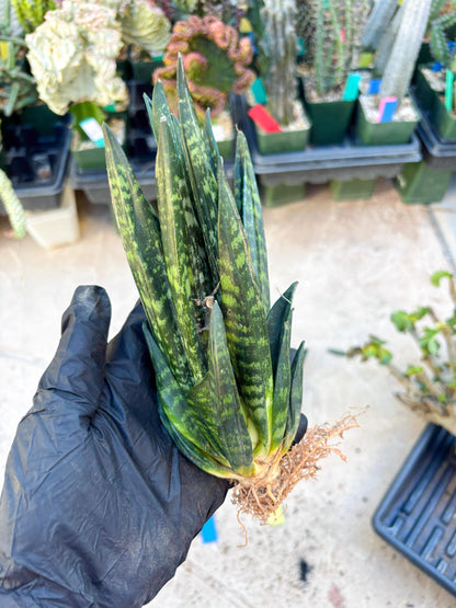 Sansevieria Gaster (Blue) | imported Plants