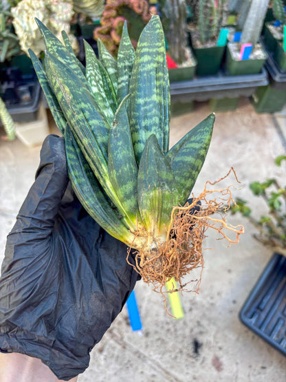 Sansevieria Gaster (Blue) | imported Plants