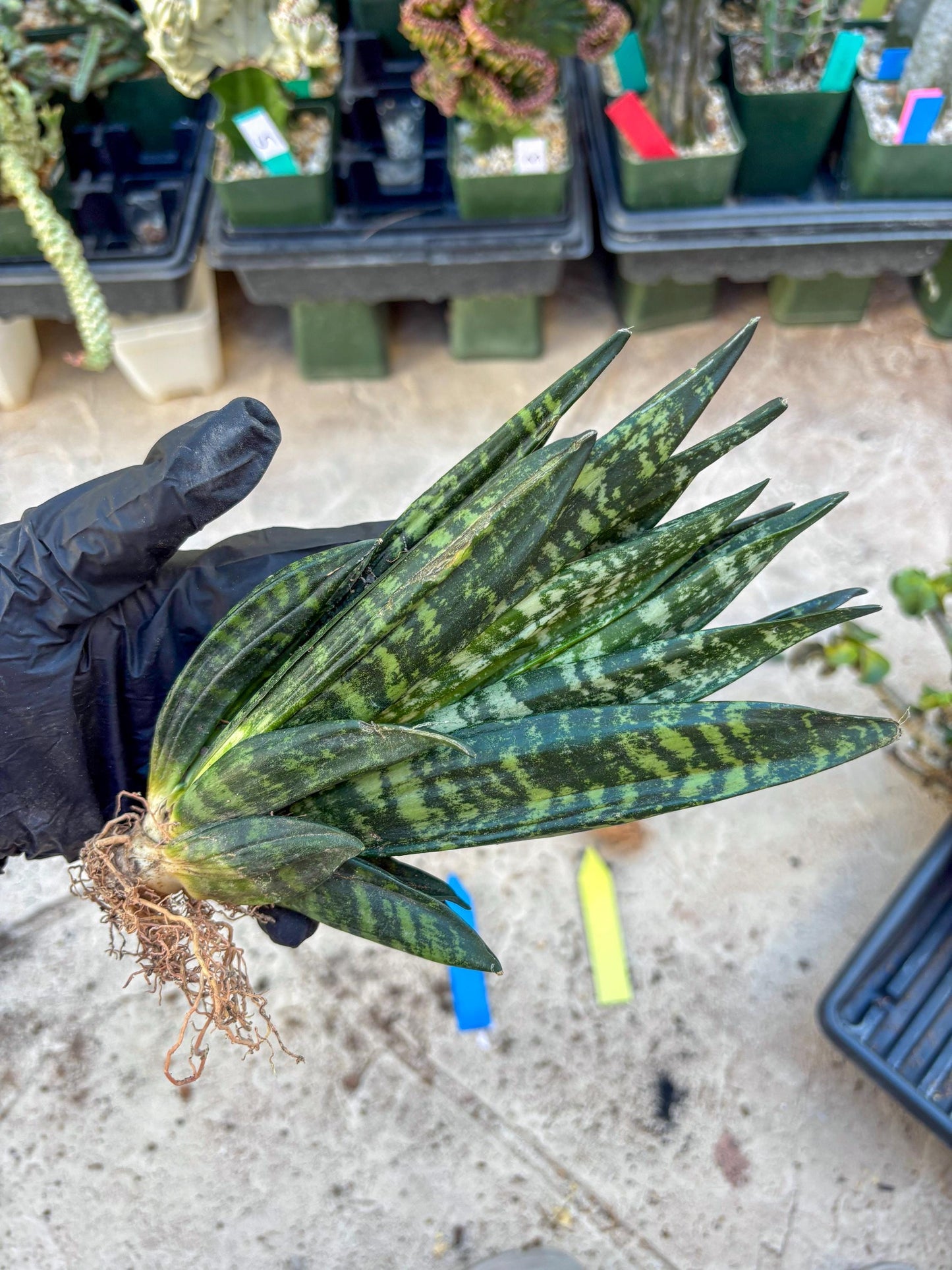 Sansevieria Gaster (Blue) | imported Plants