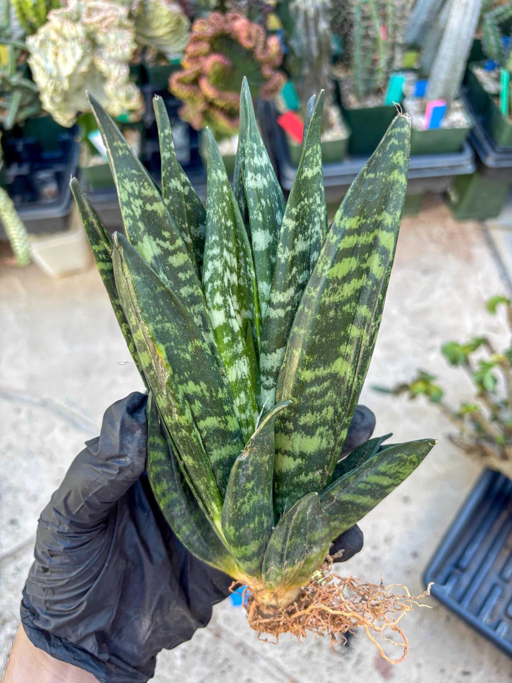 Sansevieria Gaster (Blue) | imported Plants