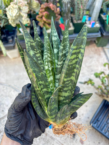 Sansevieria Gaster (Blue) | imported Plants