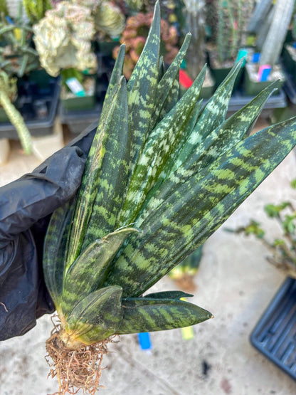 Sansevieria Gaster (Blue) | imported Plants