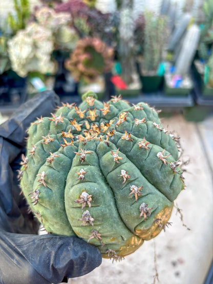 Gymnocalycium spegazzinii v.unguispinum (#2) | Imported Cactus