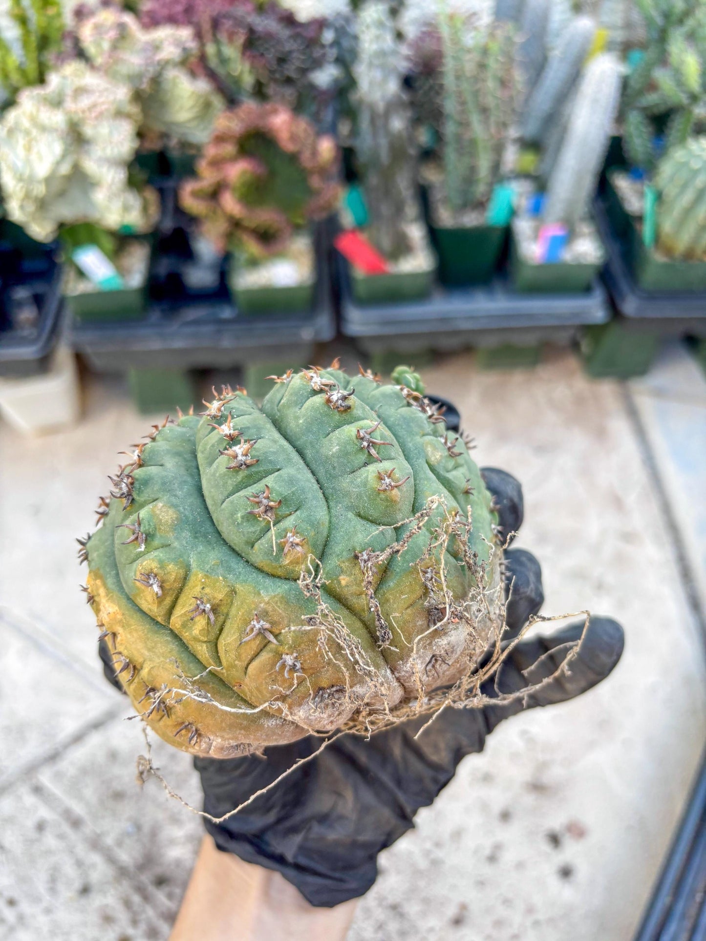 Gymnocalycium spegazzinii v.unguispinum (#2) | Imported Cactus