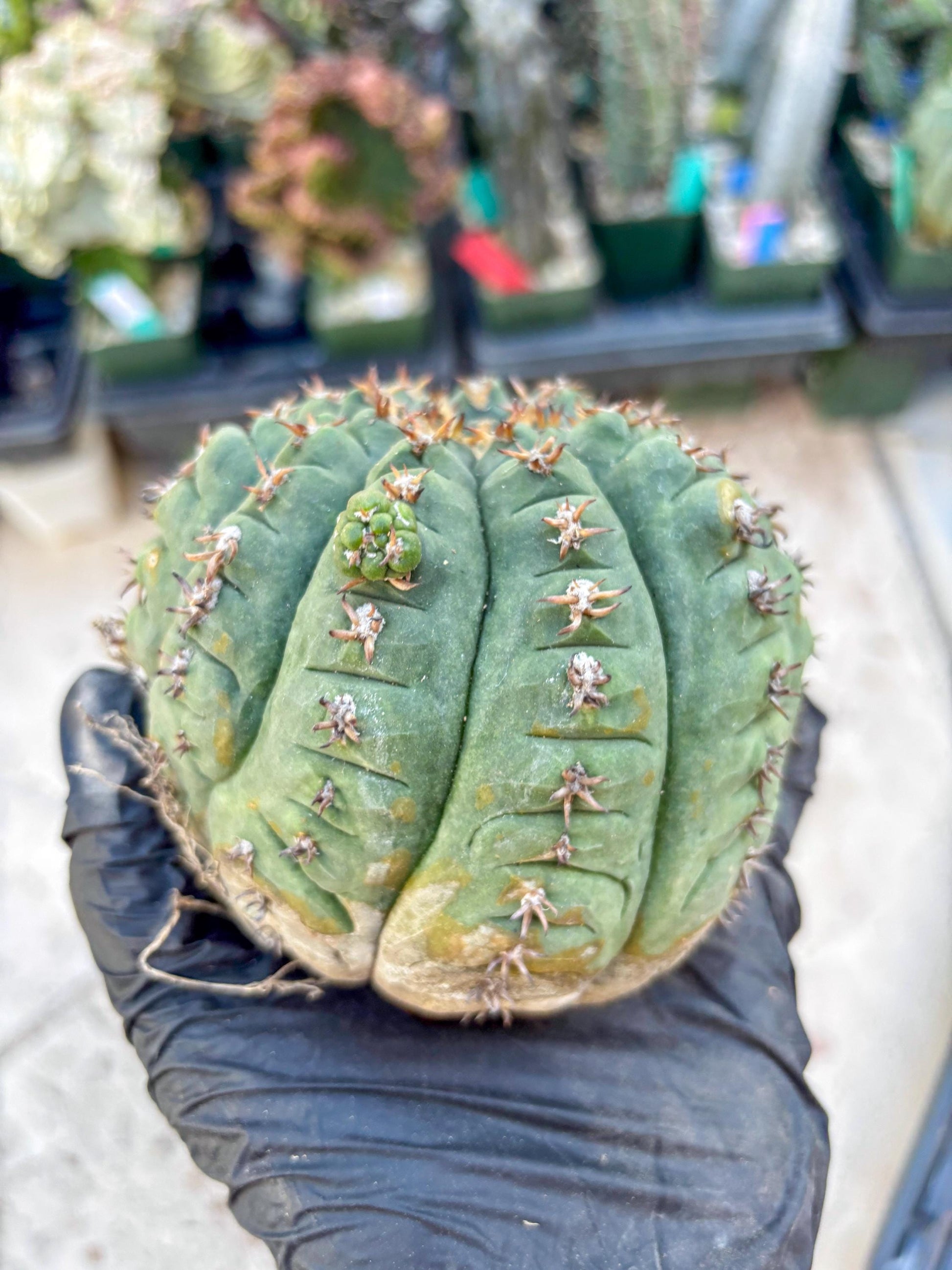 Gymnocalycium spegazzinii v.unguispinum (#2) | Imported Cactus