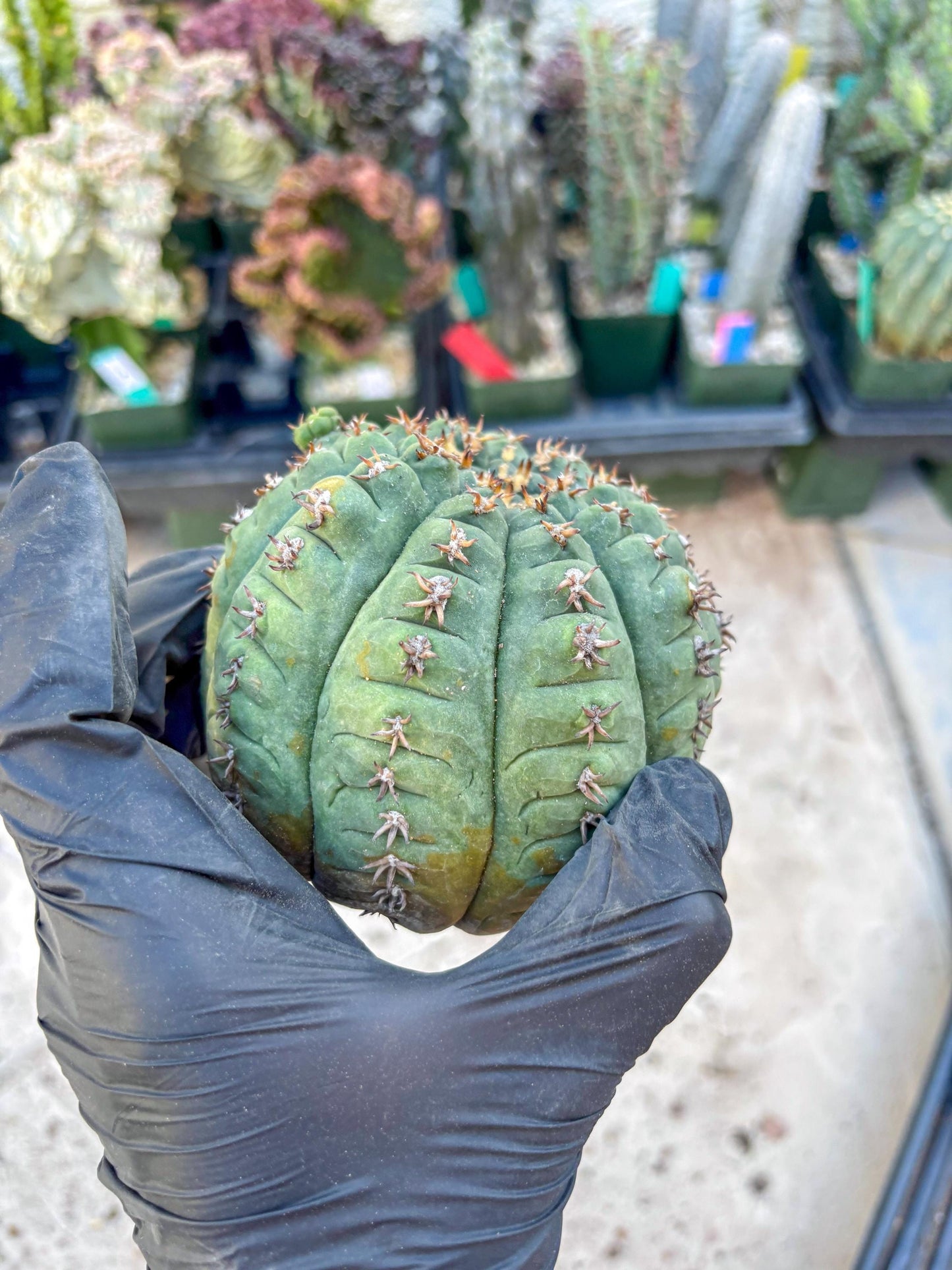 Gymnocalycium spegazzinii v.unguispinum (#2) | Imported Cactus