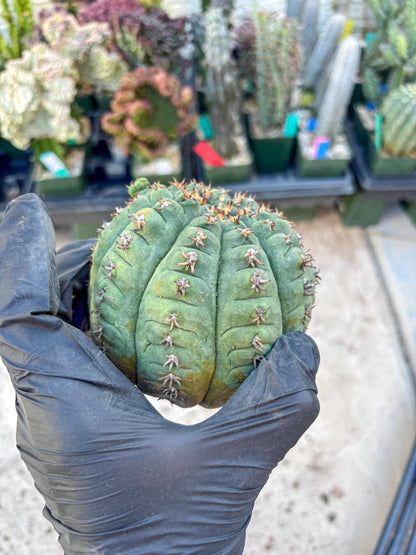 Gymnocalycium spegazzinii v.unguispinum (#2) | Imported Cactus