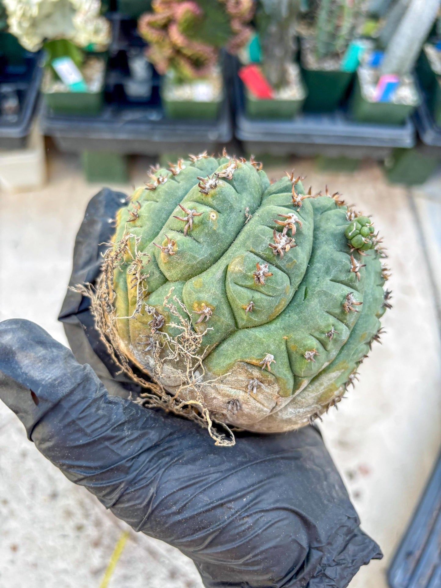 Gymnocalycium spegazzinii v.unguispinum (#2) | Imported Cactus