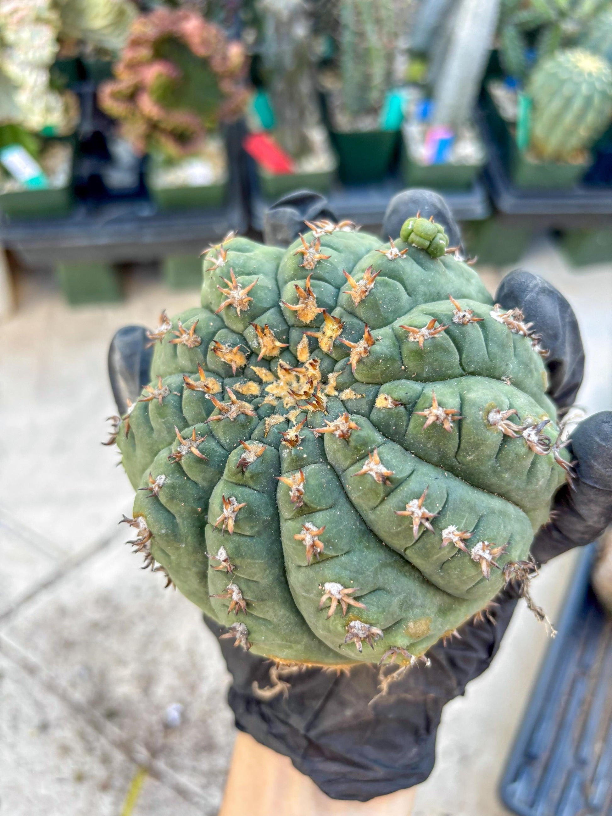 Gymnocalycium spegazzinii v.unguispinum (#2) | Imported Cactus