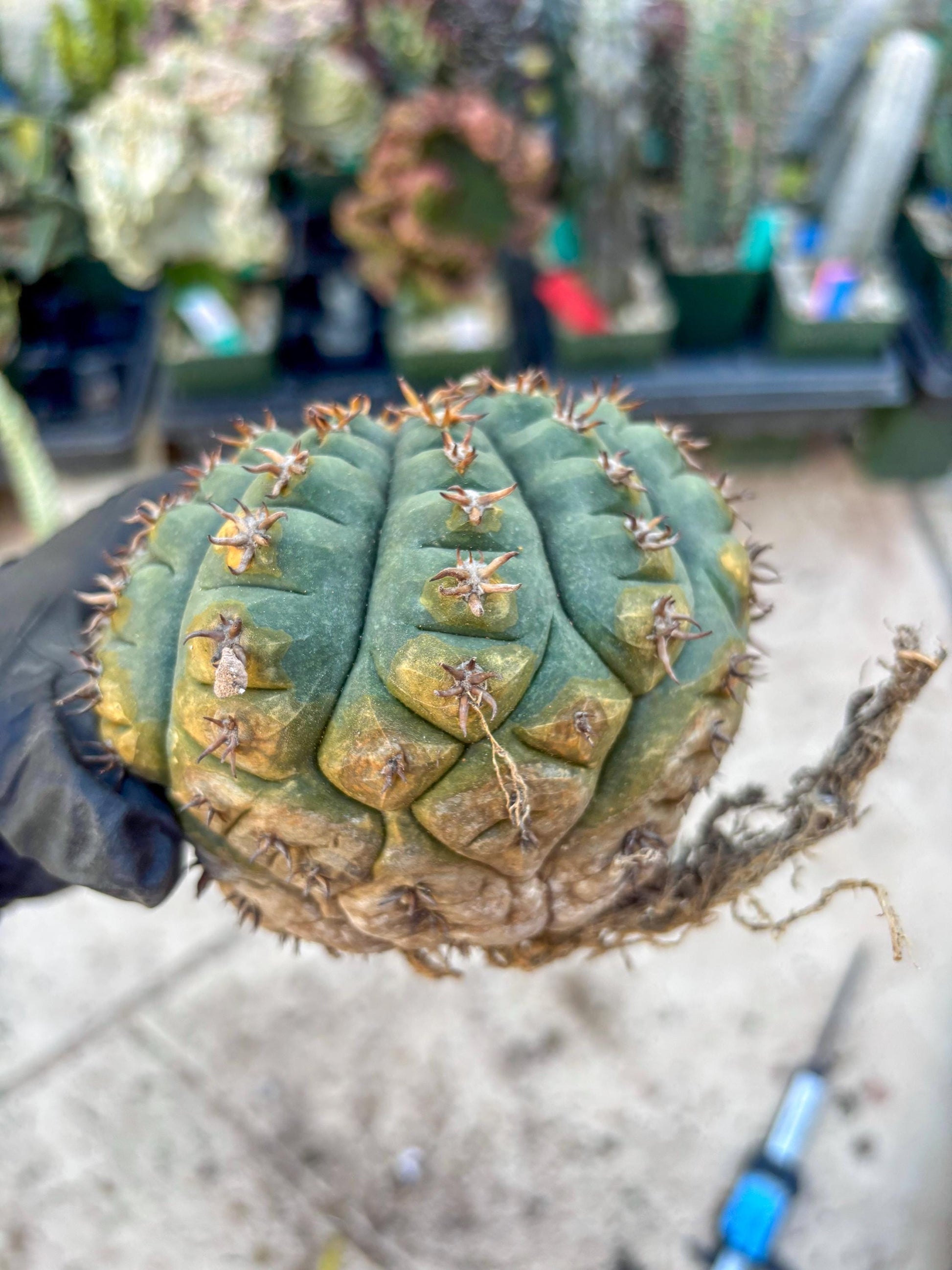 Gymnocalycium spegazzinii v.unguispinum (#1) | Imported Cactus