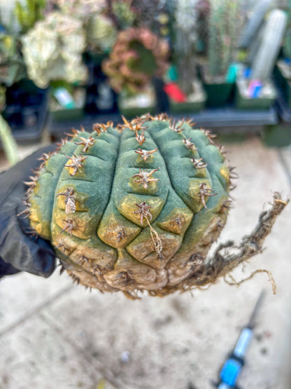 Gymnocalycium spegazzinii v.unguispinum (#1) | Imported Cactus