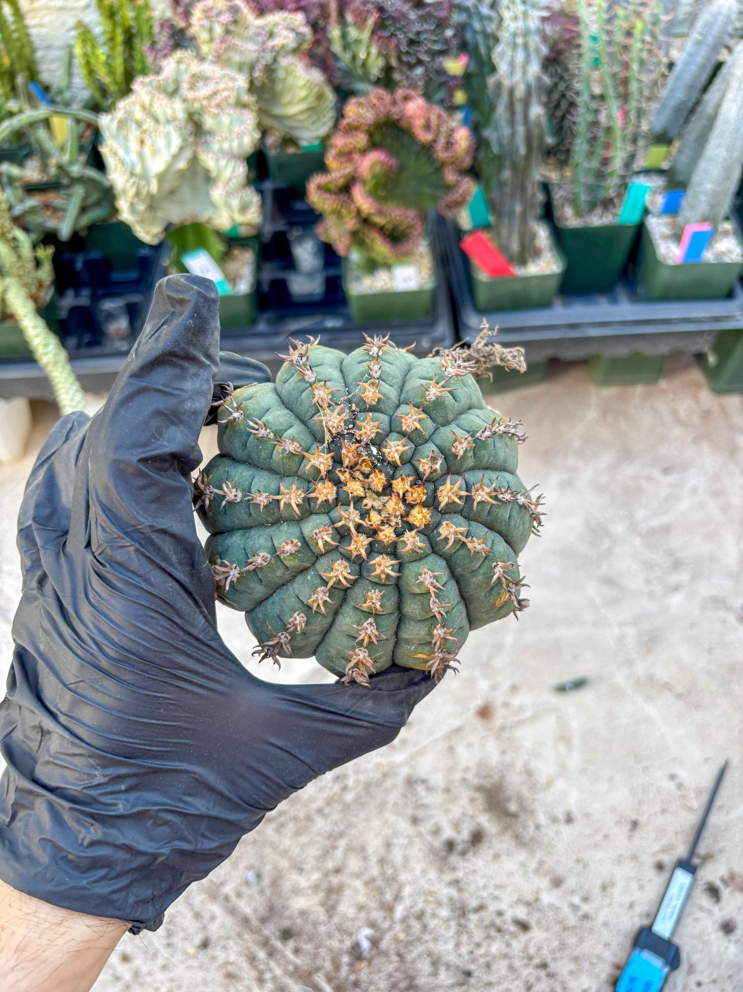 Gymnocalycium spegazzinii v.unguispinum (#1) | Imported Cactus