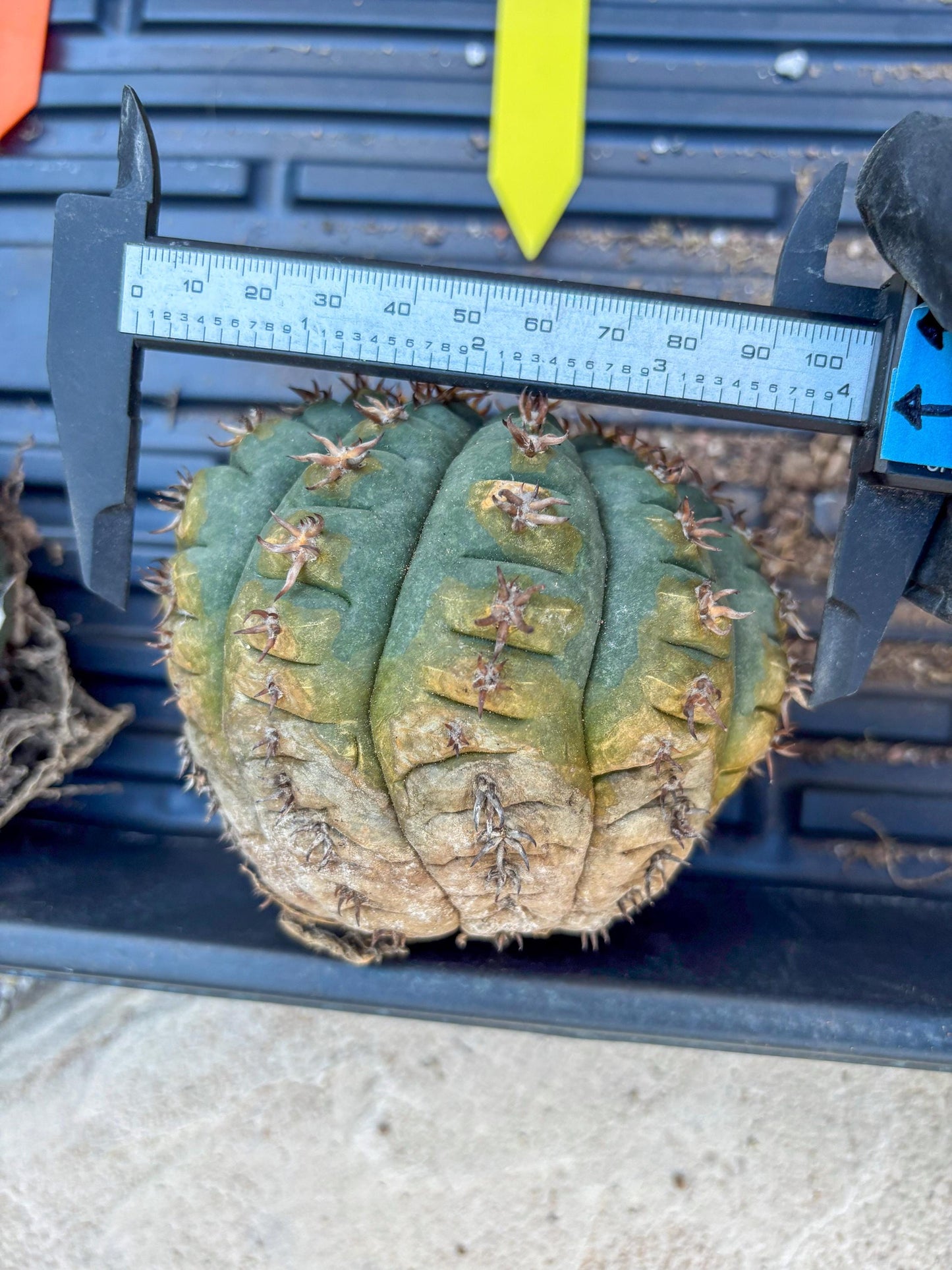 Gymnocalycium spegazzinii v.unguispinum (#1) | Imported Cactus