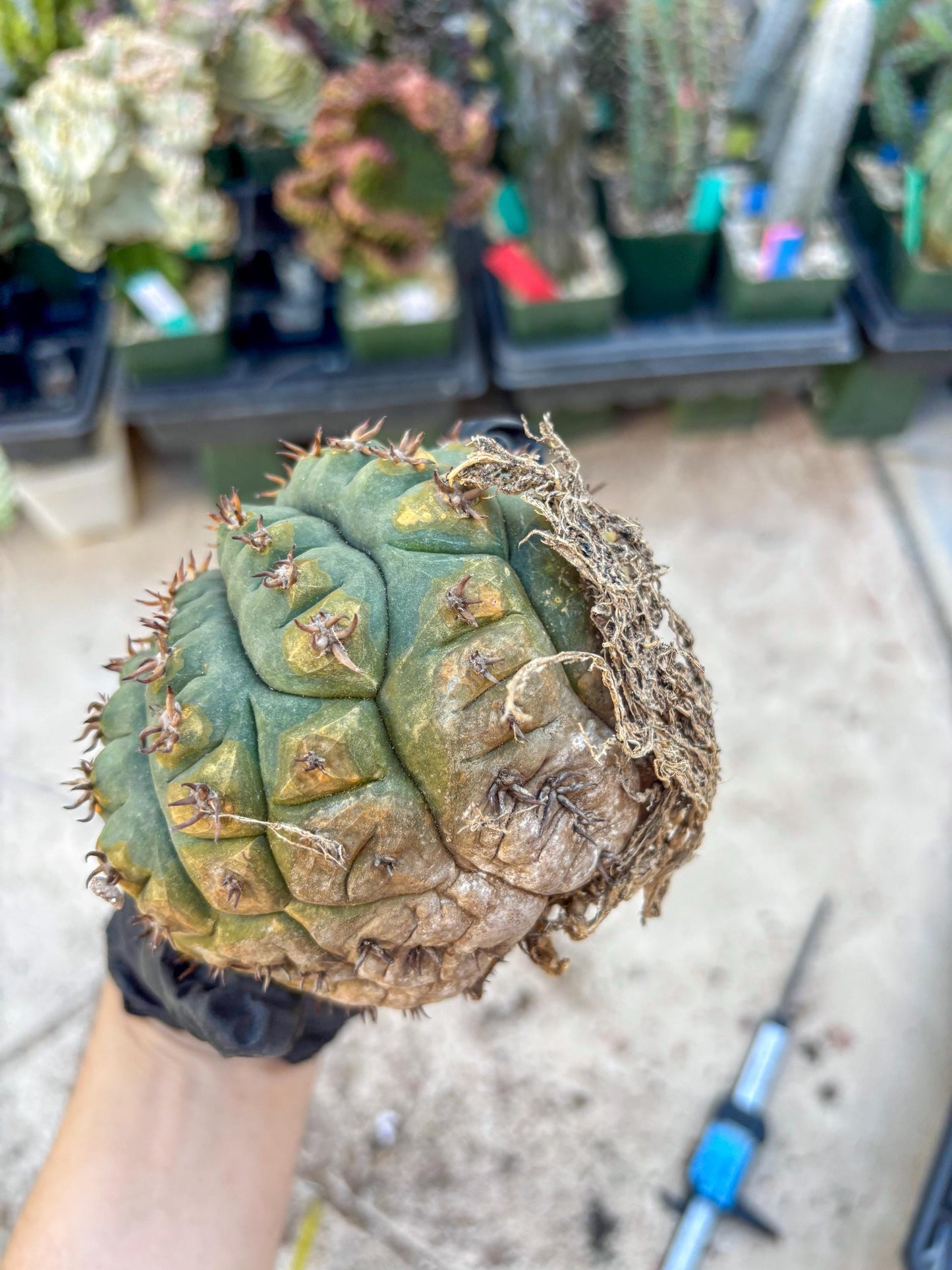Gymnocalycium spegazzinii v.unguispinum (#1) | Imported Cactus