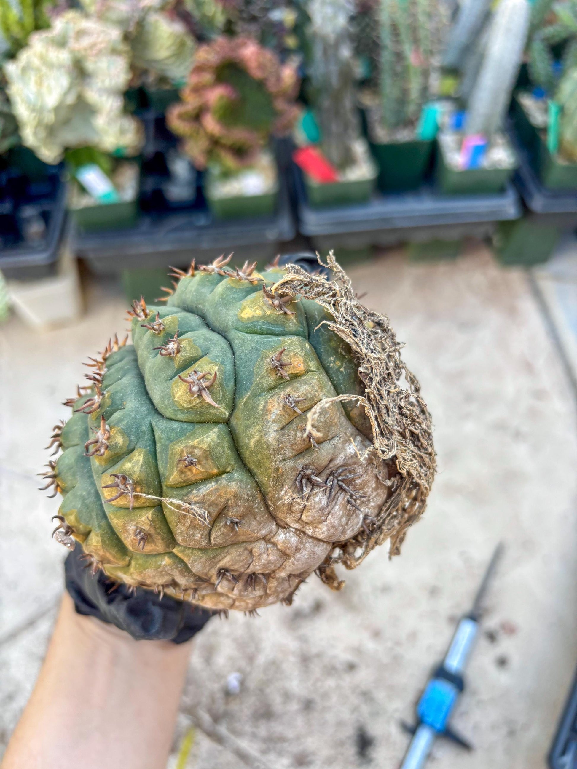 Gymnocalycium spegazzinii v.unguispinum (#1) | Imported Cactus